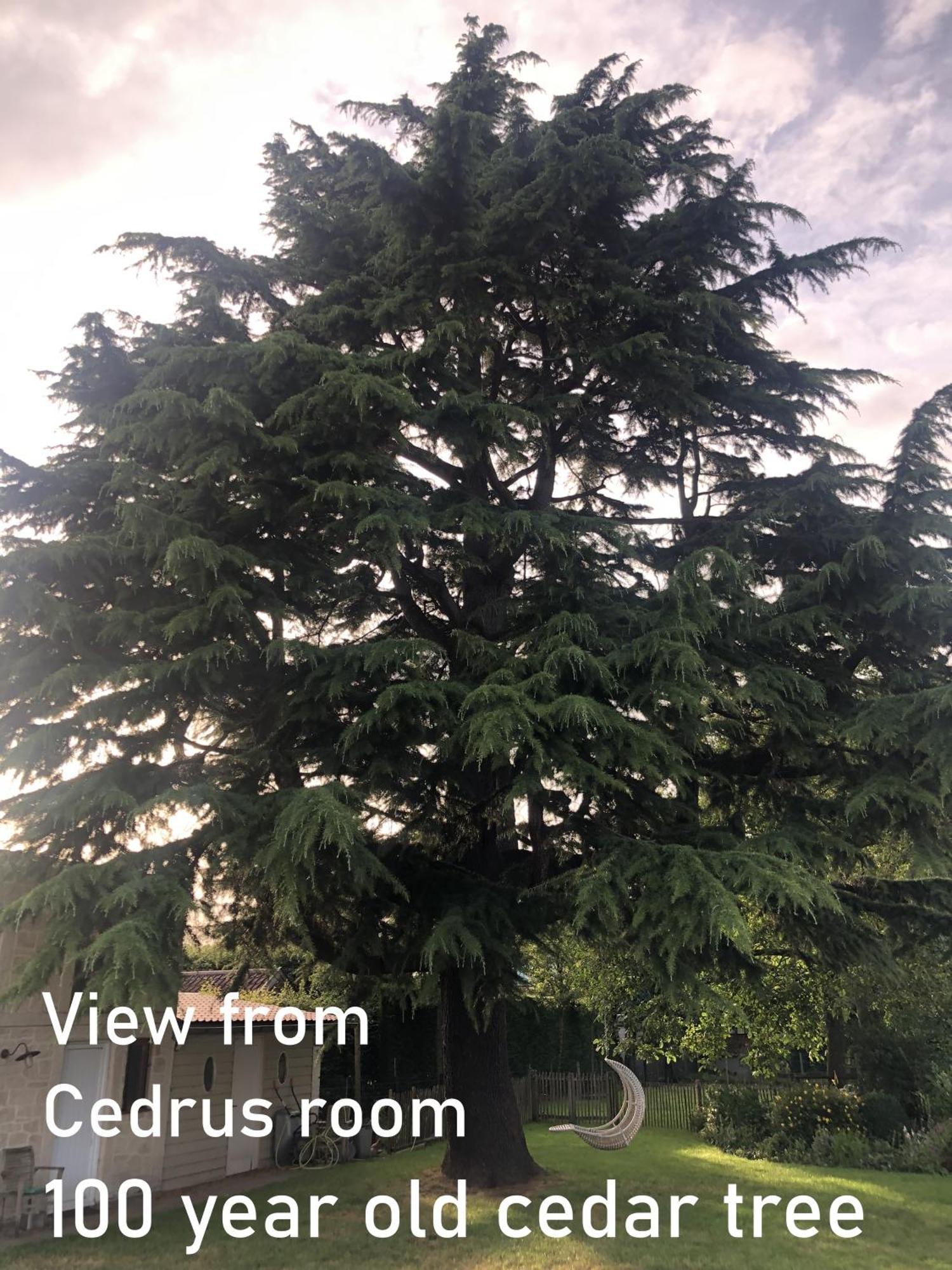 Bed and Breakfast Cedrus Jabbeke  Exterior foto